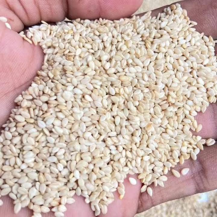 98% cleaned Nigerian white sesame seed for export