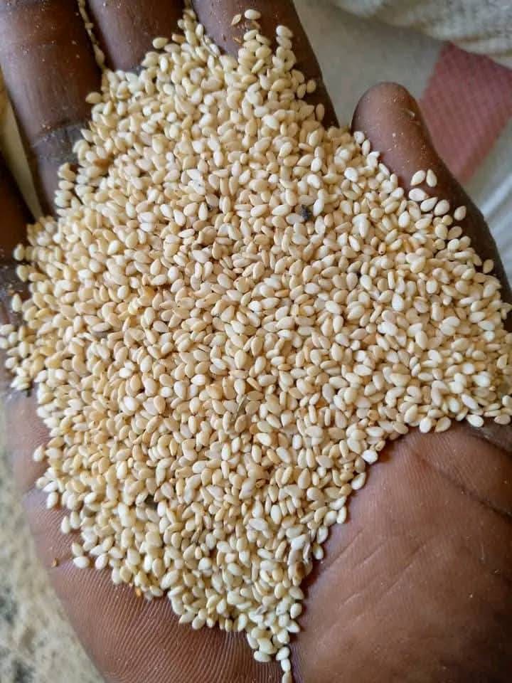 98% cleaned Nigerian white sesame seed for export