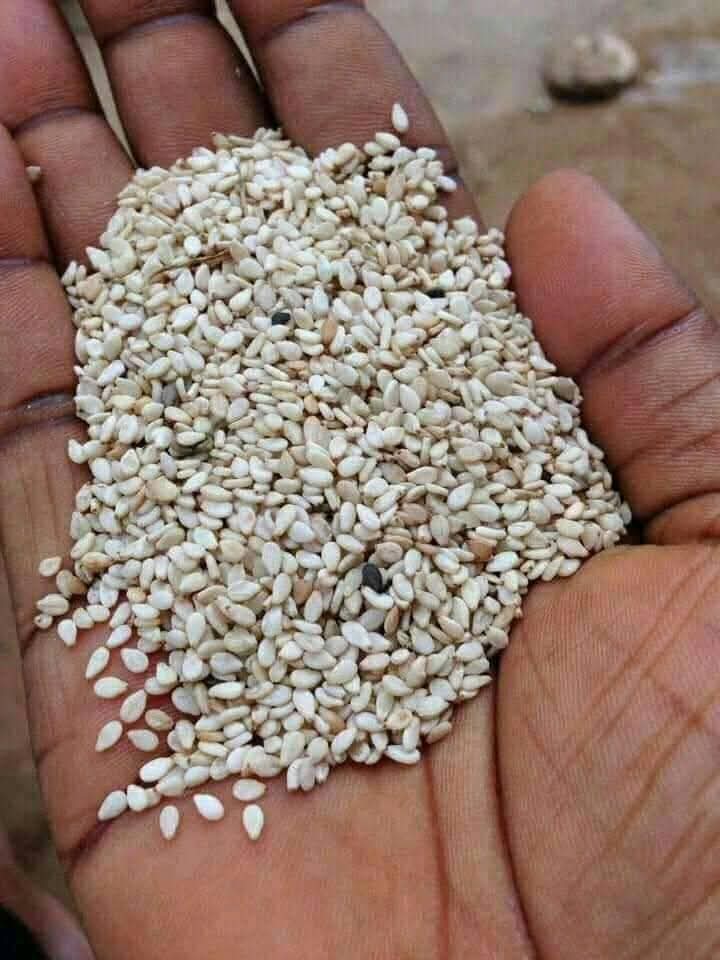 98% cleaned Nigerian white sesame seed for export