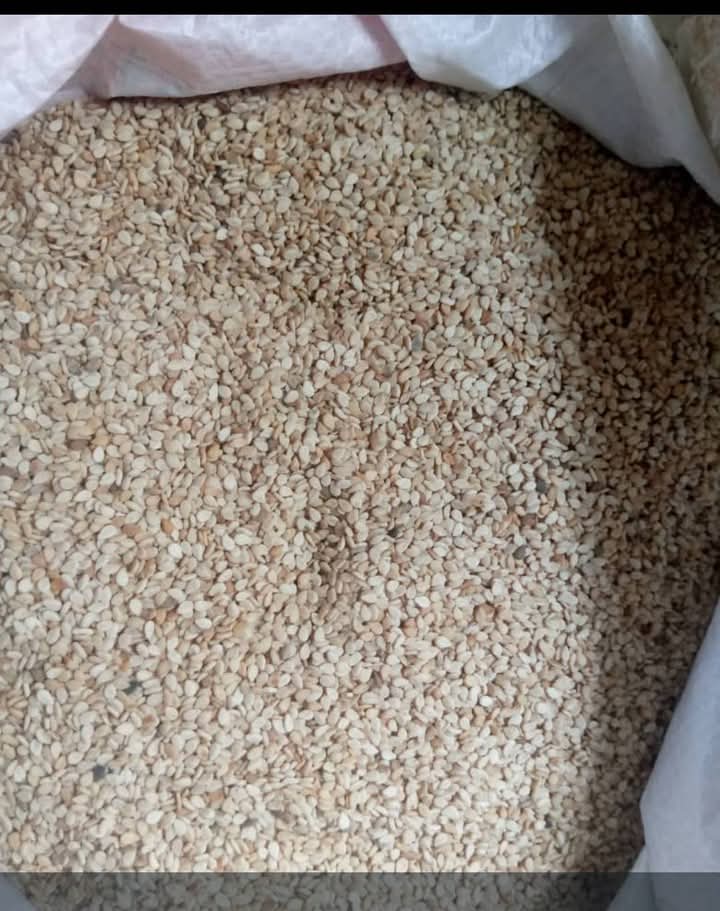 98% cleaned Nigerian white sesame seed for export