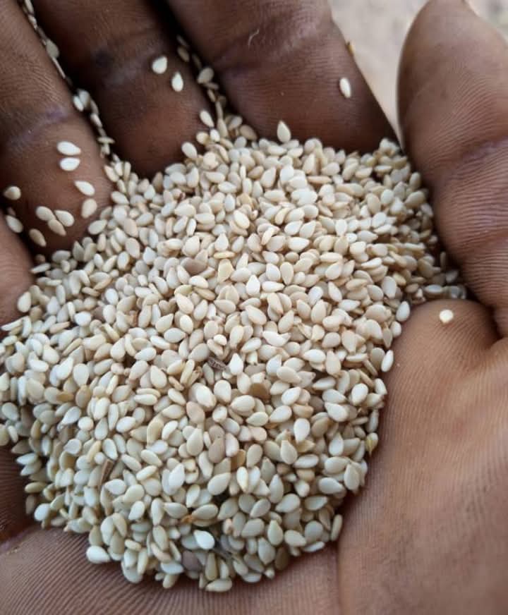 98% cleaned Nigerian white sesame seed for export