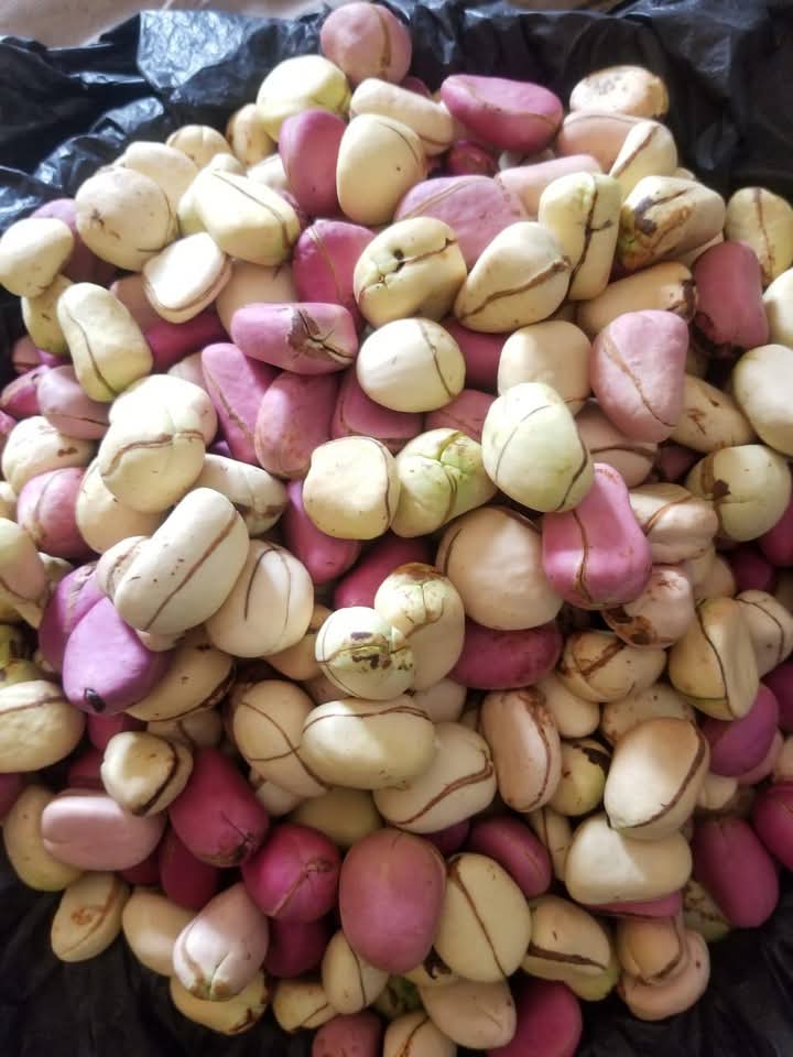 Kola Nut (Cola Nitida) Nigerian Origin 