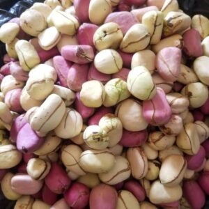 red kola nut paradise multitrade international