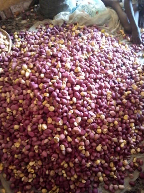 Kola Nut (Cola Nitida) Nigerian Origin 