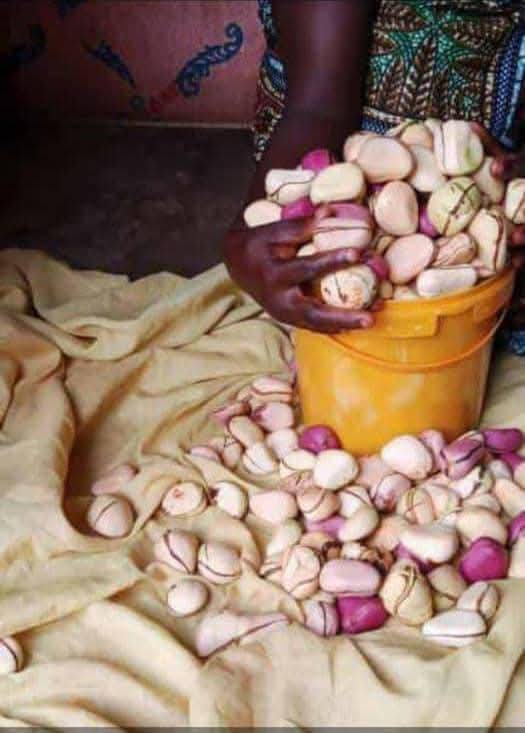 Kola Nut (Cola Nitida) Nigerian Origin 
