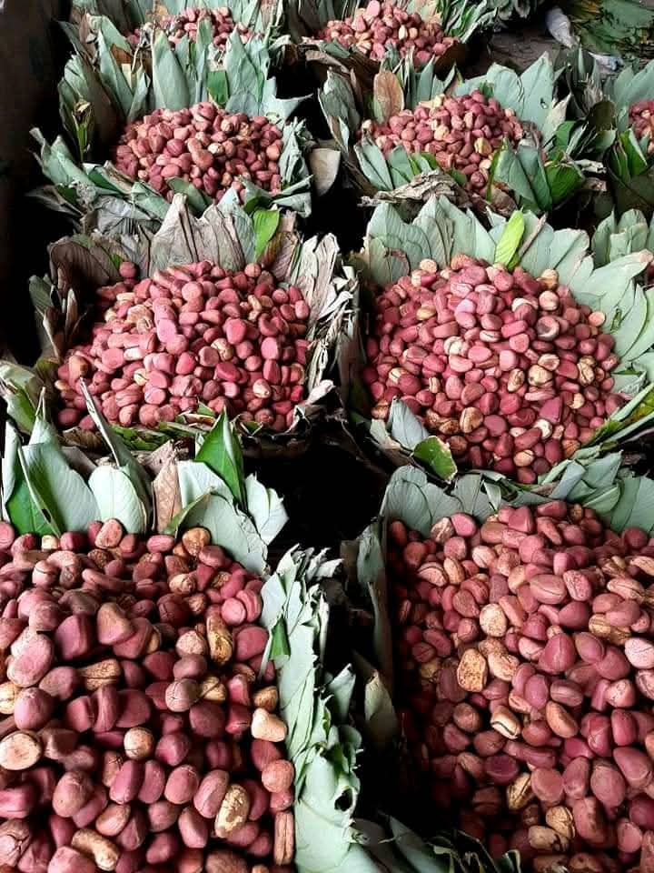 Kola Nut (Cola Nitida) Nigerian Origin 