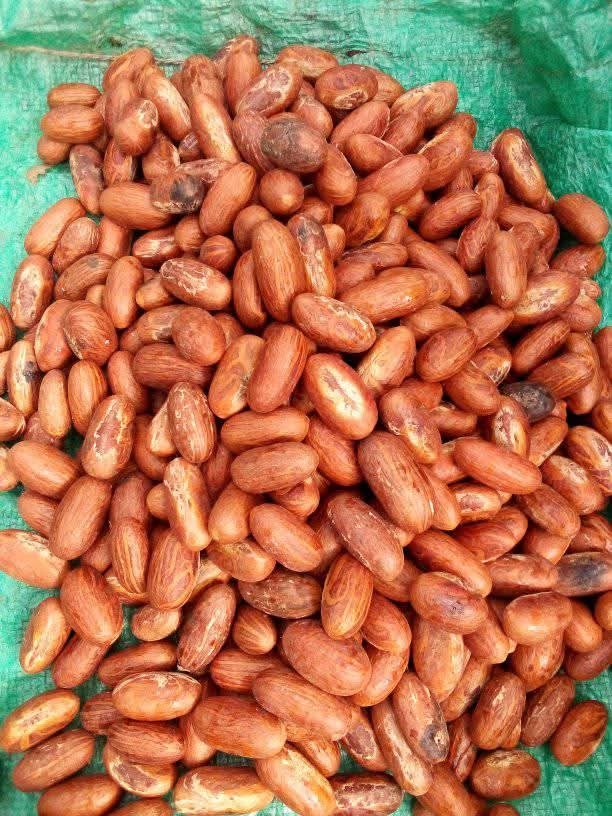 bitter kola (garcinia kola)