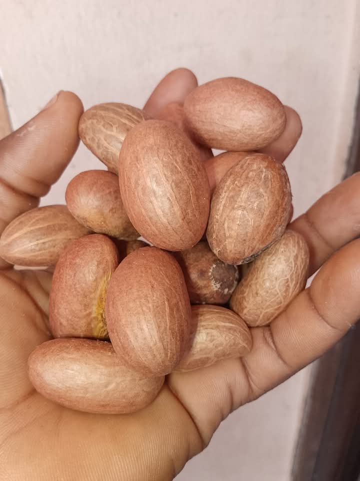 bitter kola (garcinia kola)