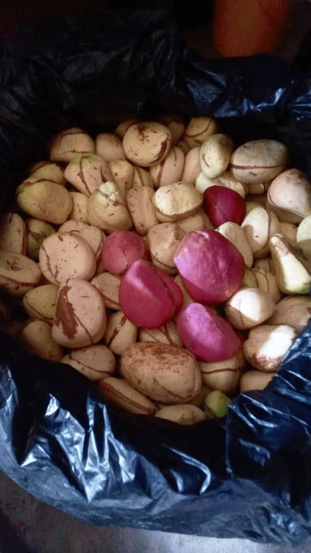 Kola Nut (Cola Nitida) Nigerian Origin 