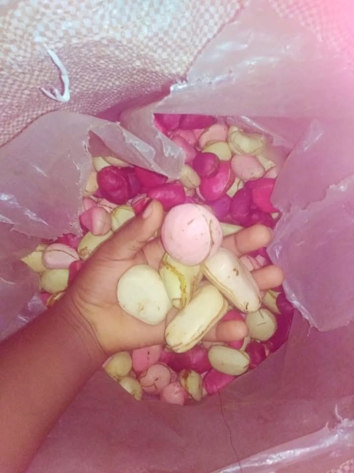 Kola Nut (Cola Nitida) Nigerian Origin 