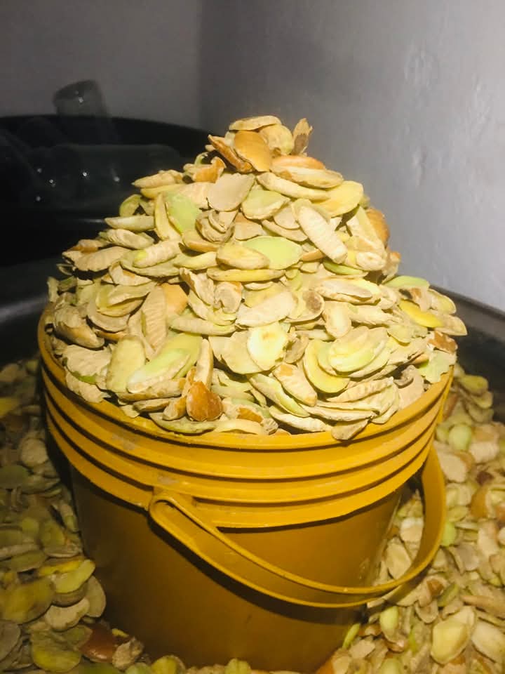 Ogbono Seed Exporter Nigeria — Irvingia Gabonensis Dika Nut Kernels, Direct Forest-Origin Sourcing