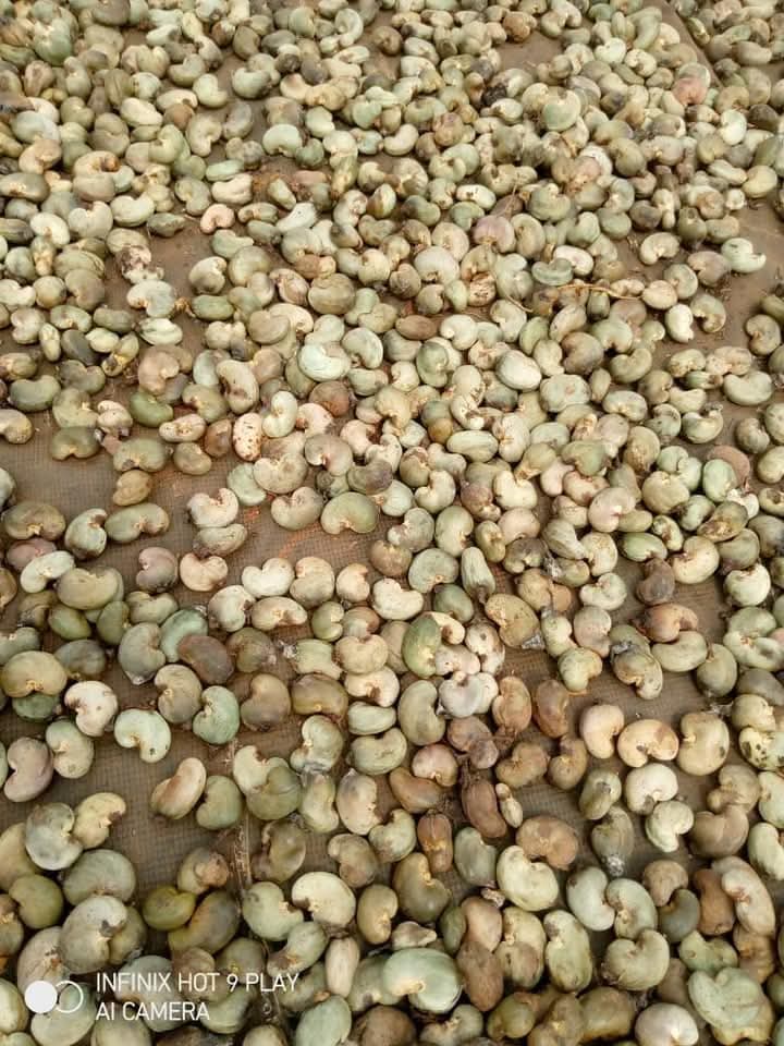 Raw Cashew Nuts From Nigeria (High Outturn RCN)