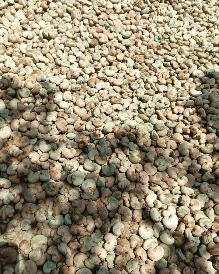 Raw Cashew Nuts From Nigeria (High Outturn RCN)