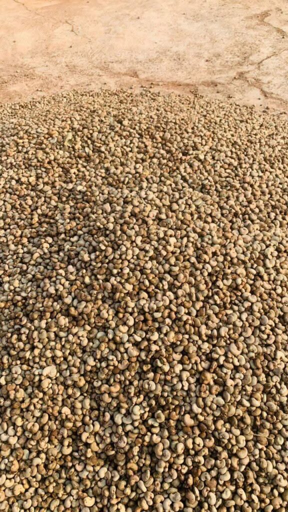 Raw Cashew Nuts From Nigeria (High Outturn RCN)