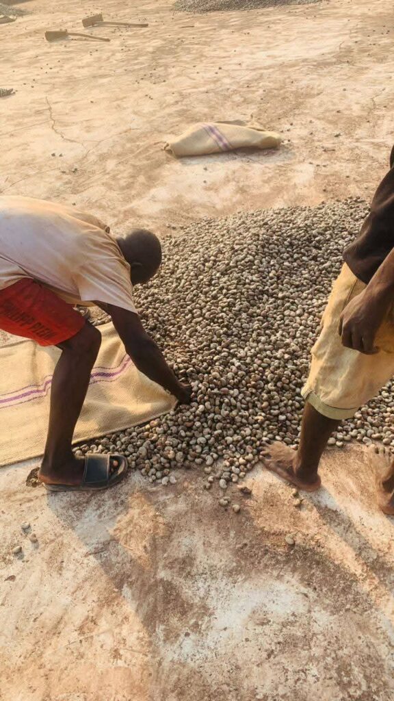Raw Cashew Nuts From Nigeria (High Outturn RCN)