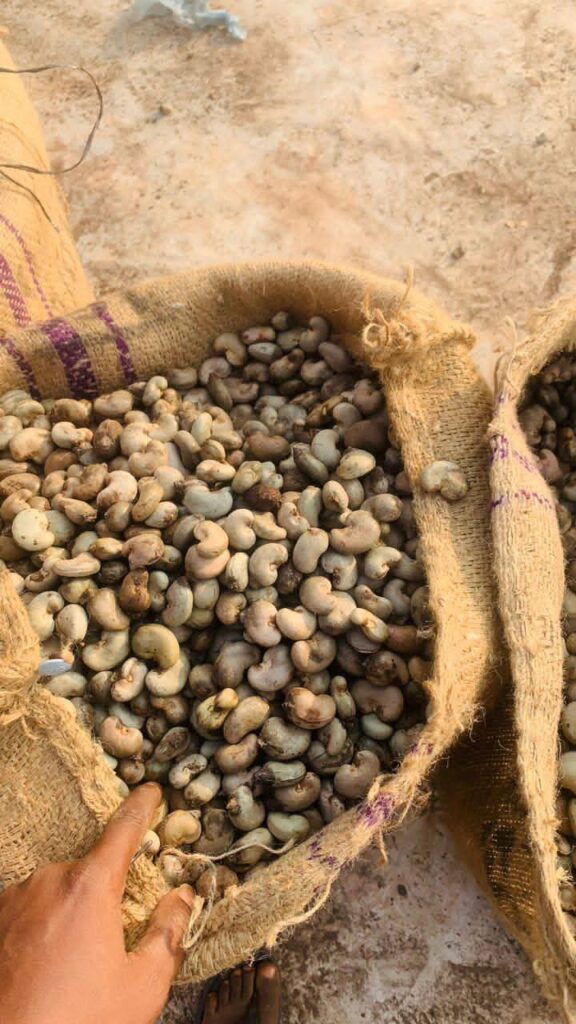 Raw Cashew Nuts From Nigeria (High Outturn RCN)