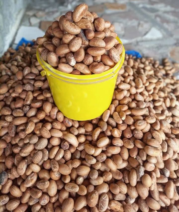 Bitter kola Nigerian Origin