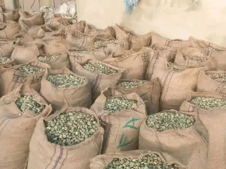 Raw Cashew Nuts From Nigeria (High Outturn RCN)