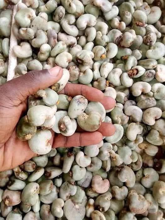 Raw Cashew Nuts From Nigeria (High Outturn RCN)