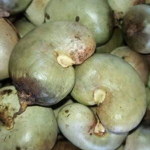 raw cashew nut paradise multitrade international