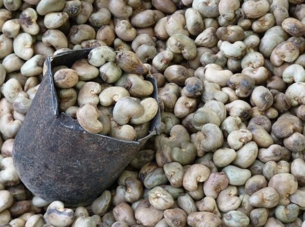 Raw Cashew Nuts From Nigeria (High Outturn RCN)