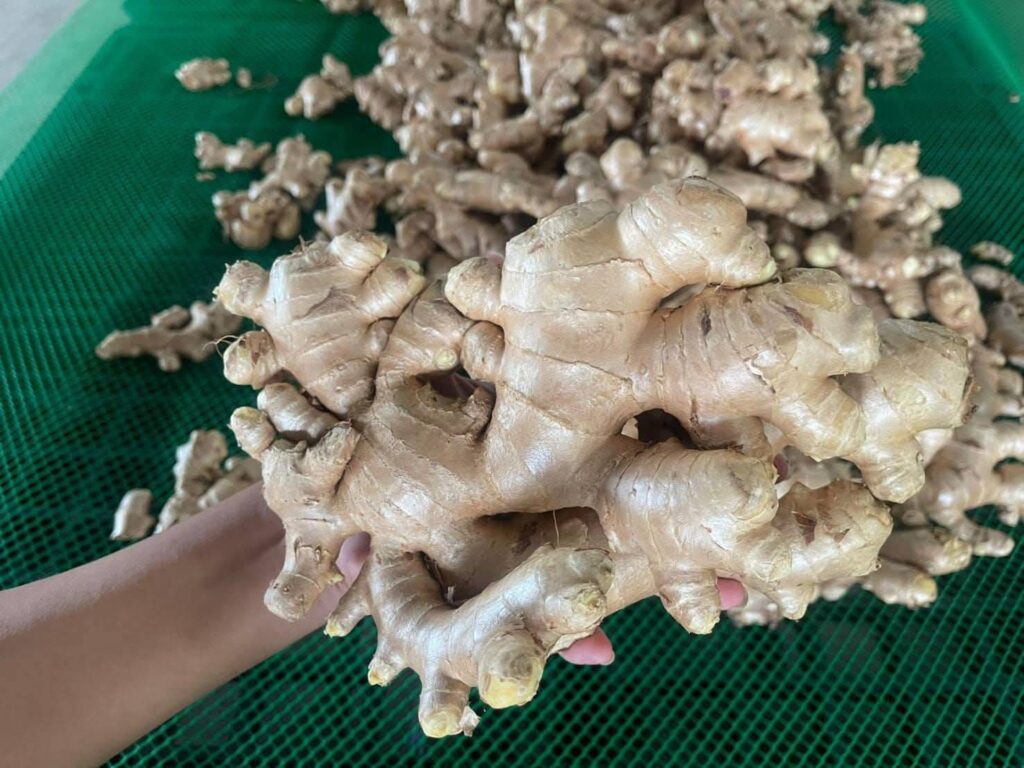 Fresh Ginger Kaduna State Nigerian Origin ready for export