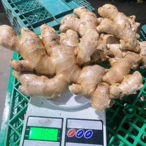 Fresh Ginger Kaduna State Nigerian Origin ready for export