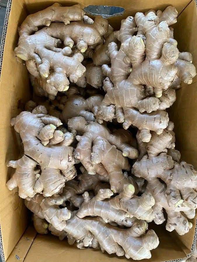 Fresh Ginger Kaduna State Nigerian Origin ready for export