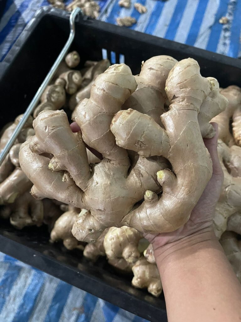 Fresh Ginger Kaduna State Nigerian Origin ready for export