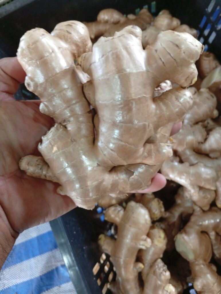 Fresh Ginger Kaduna State Nigerian Origin ready for export