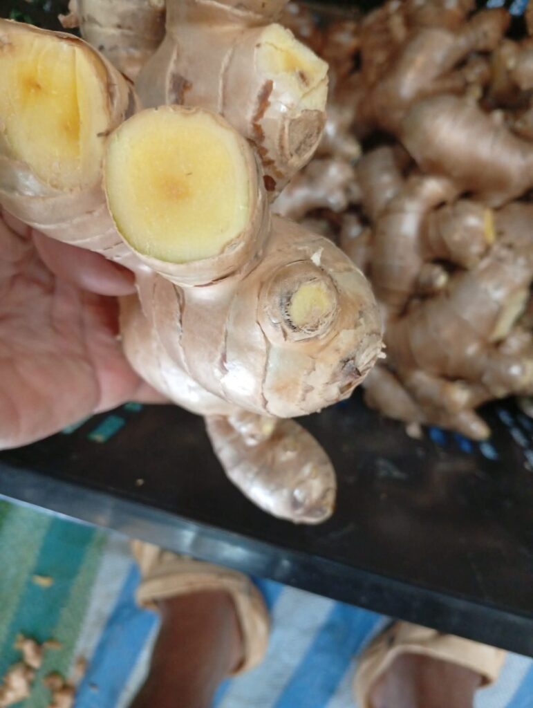Fresh Ginger Kaduna State Nigerian Origin ready for export