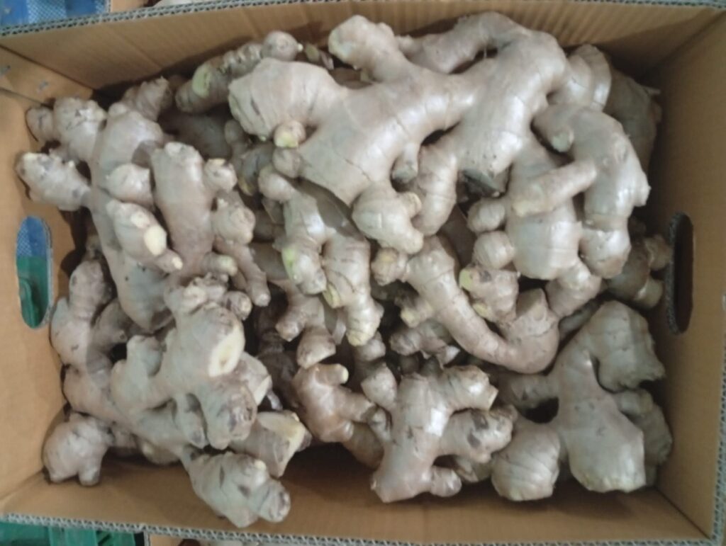 Fresh Ginger Kaduna State Nigerian Origin ready for export