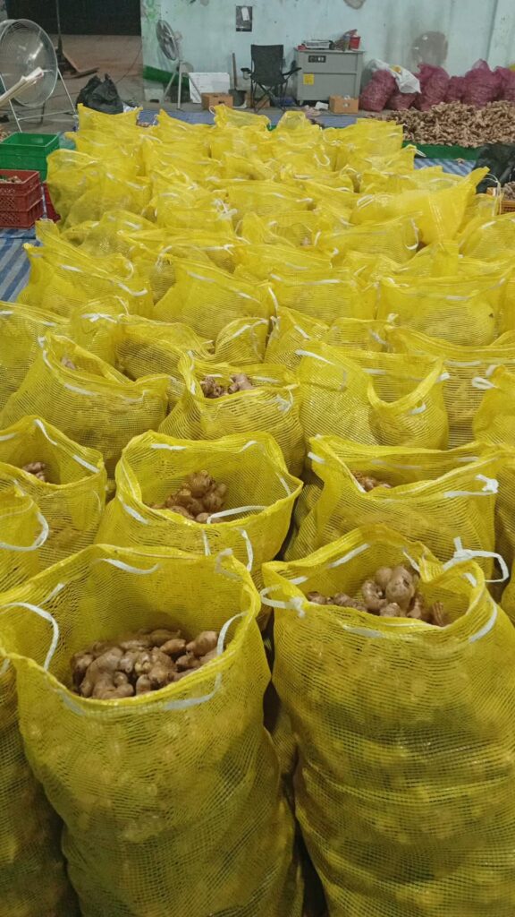 Fresh Ginger Kaduna State Nigerian Origin ready for export