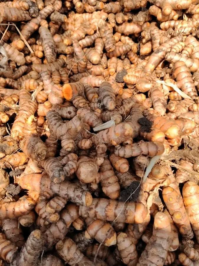 Tumeric Nigerian Origin for Export