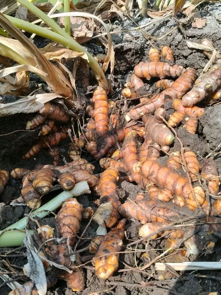 Tumeric Nigerian Origin for Export