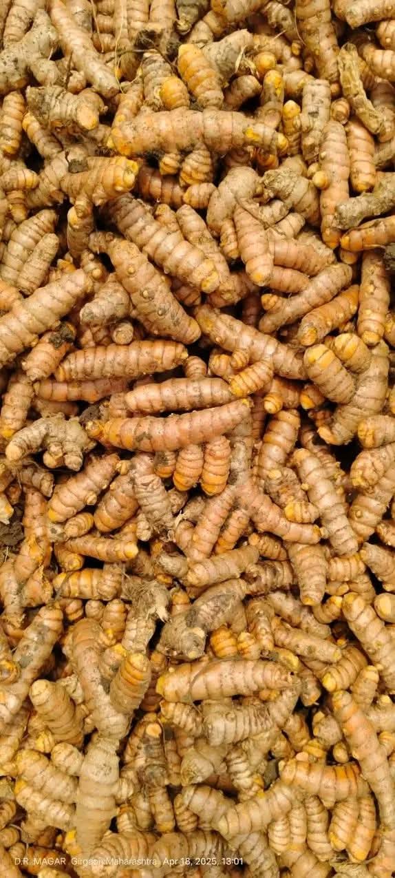 Tumeric Nigerian Origin for Export
