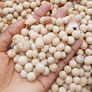 Bambara Nuts from Nigeria (Vigna Subterranea — Africa's Most Nutritionally Complete Legume) | Whole, Flour & Protein-Grade Bulk Export for Food Manufacturers, Plant-Based Brands & Diaspora Importers
