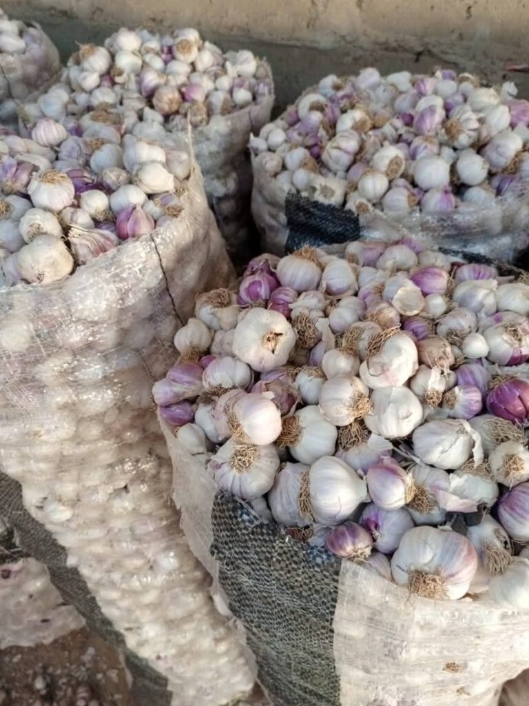 Nigerian Garlic: The Sahel's Most Medicinally Potent, Most Flavour-Concentrated Allium