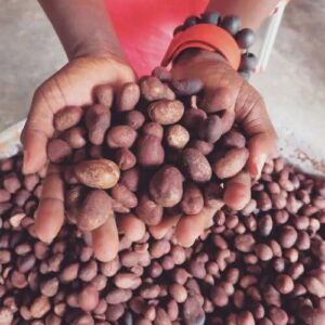 Nigerian Sheanut Export (Vitellaria Paradoxa — Women's Gold From The West African Savanna) | Raw Shea Kernels, Crude Shea Butter & Refined Grade For Cosmetics, Food & Pharmaceutical Buyers Worldwide