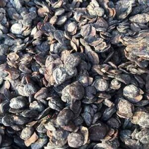 Nigerian Fermented Locust Beans (Ogiri, Iru & Dawadawa From Parkia Biglobosa) | West Africa's Most Powerful Umami Condiment — Bulk Export For Diaspora Importers, Food Manufacturers & Fermented Food Industry Buyers