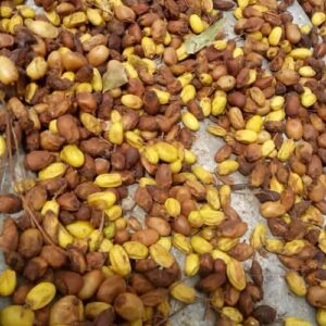 Nigerian Neem Seeds Export (Azadirachta Indica — The Village Pharmacy Tree) | Cold-Pressed Neem Oil, Neem Cake & Raw Kernels for Agricultural Biopesticide, Pharmaceutical & Cosmetics Buyers Worldwide