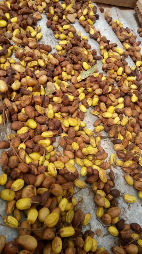 Nigerian Neem Seeds Export (Azadirachta Indica — The Village Pharmacy Tree) | Cold-Pressed Neem Oil, Neem Cake & Raw Kernels for Agricultural Biopesticide, Pharmaceutical & Cosmetics Buyers Worldwide
