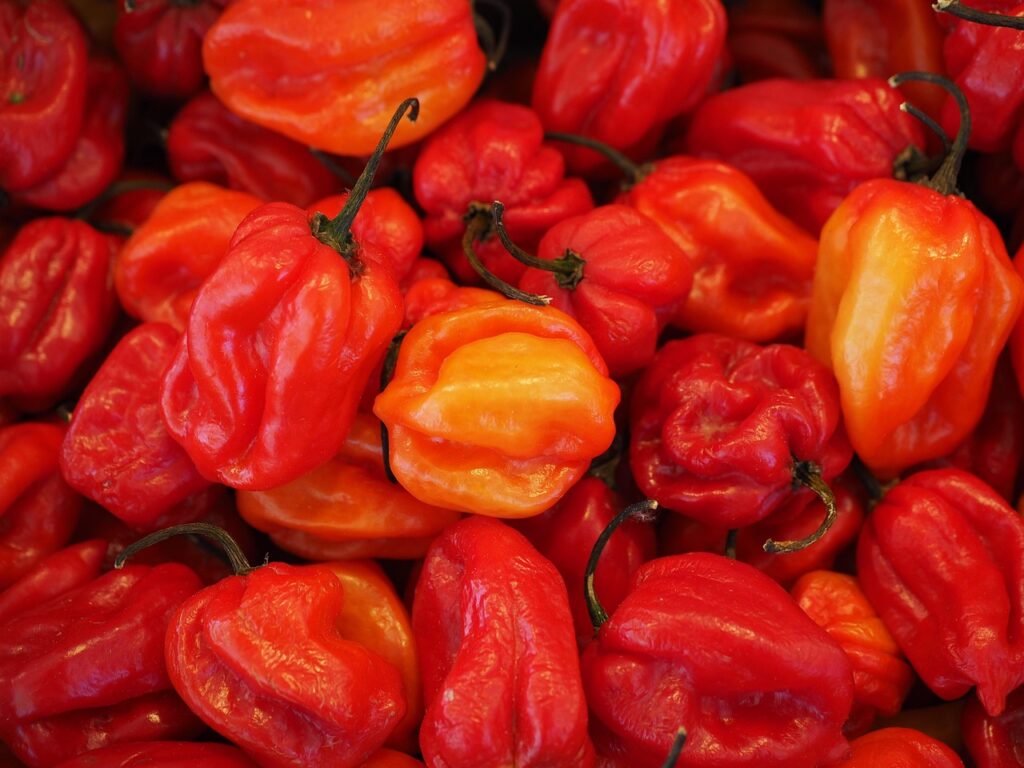 habaneros, chili, capsicum chinense, capsicum peppers, nightshade plant, solanaceae, farmers local market, chili, chili, chili, chili, chili