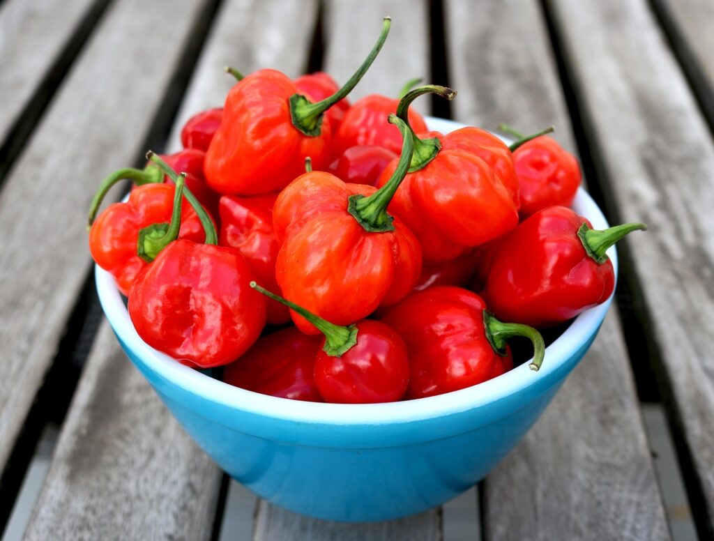 habanero, peppers, habanero peppers, bowl, bowl of peppers, harvest, produce, organic, chili peppers, spicy, vegetables, food, red, hot, spice, ingredients, habanero, habanero, habanero, habanero, habanero, habanero peppers