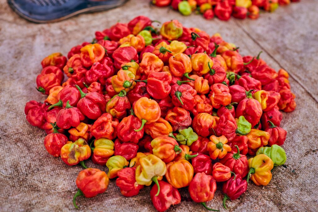 Nigerian Habanero Pepper: The Capsicum That Has Gone From West African Subsistence Crop to Pan-European Food Industry
