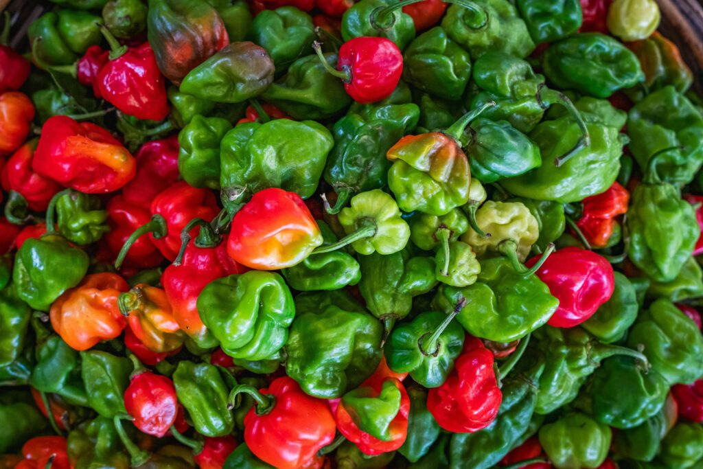 Nigerian Habanero Pepper: The Capsicum That Has Gone From West African Subsistence Crop to Pan-European Food Industry
