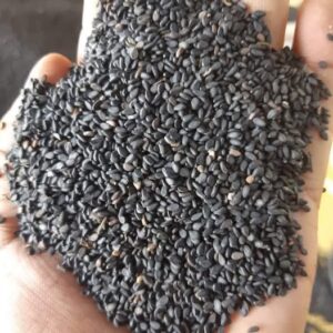 Nigerian Black Sesame Seed Export (Sesamum Indicum — The Pigmented Sesame Variety Whose Anthocyanin-Rich Black Hull Contains Antioxidant Concentrations That Outperform Both Brown And White Sesame, That Traditional Chinese And Korean Medicine Have Prescribed For Hair Blackening And Kidney Tonification For Two Thousand Years, And That The Asian Functional Food Market Now Values At A Premium Over Every Other Sesame Colour Grade) | Whole, Oil-Grade & Powder For Asian Food Manufacturers, TCM Suppliers & Global Wholesale Buyers