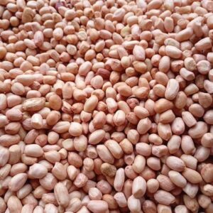 Nigerian Groundnut Export (Arachis Hypogaea — Nigeria Was Once The World's Largest Groundnut Exporter, Built The Iconic Kano Pyramids From Bags Of Groundnuts Stacked Taller Than Three-Storey Buildings, And Then Lost Its Dominant Market Position In A Single Decade — The Commercial Rehabilitation Of That Position Is Now The Most Documentable Agricultural Export Recovery Story In West Africa) | HPS Kernels, Blanched, Flour & Paste For Food Manufacturers, Peanut Butter Brands & Global Wholesale Buyers