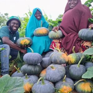 Nigerian Pumpkin Seed Export (Cucurbita Pepo — The German Commission E Has Formally Approved Pumpkin Seed For Benign Prostatic Hyperplasia Supportive Treatment, Making It One Of The Very Few Plant Foods With Government Scientific Regulatory Approval For A Specific Clinical Health Application, And The Global Prostate Health Supplement Market Has Built A Multi-Billion-Dollar Category Around This Approval) | Whole, Kernels, Oil-Grade & Supplement For Nutraceutical Brands, Food Manufacturers & Global Wholesale Buyers