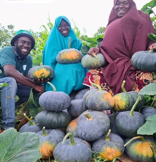 Nigerian Pumpkin Seed Export (Cucurbita Pepo — The German Commission E Has Formally Approved Pumpkin Seed For Benign Prostatic Hyperplasia Supportive Treatment, Making It One Of The Very Few Plant Foods With Government Scientific Regulatory Approval For A Specific Clinical Health Application, And The Global Prostate Health Supplement Market Has Built A Multi-Billion-Dollar Category Around This Approval) | Whole, Kernels, Oil-Grade & Supplement For Nutraceutical Brands, Food Manufacturers & Global Wholesale Buyers